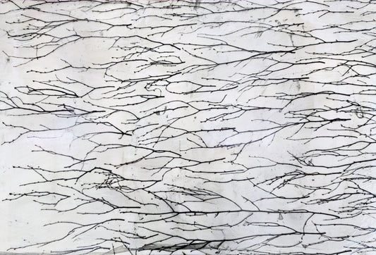 Decorative Screening Panels - Birch